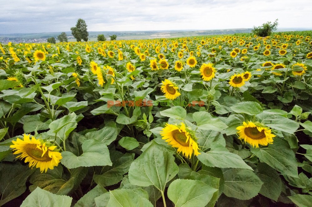Producţia de floarea-soarelui la jumătate în 2020 - productiadefloareasoarelui-1609751655.jpg