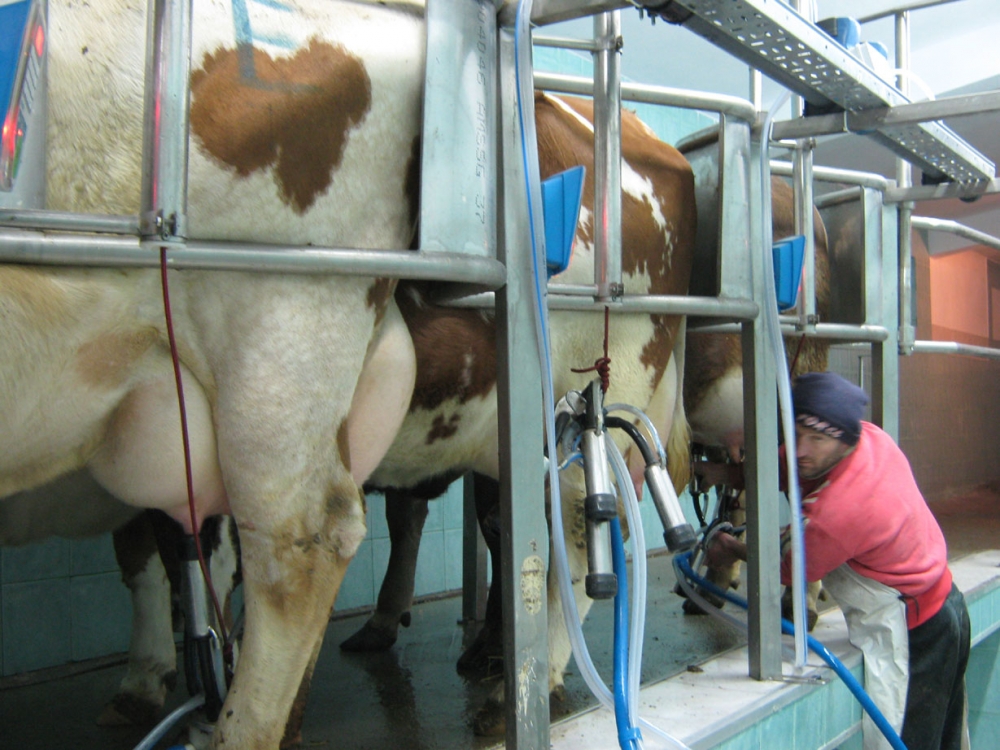 Producția de lapte și brânzeturi crește în ritmuri impresionante - productiadelapte-1410194968.jpg