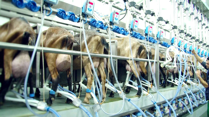Producția de lapte a crescut cu aproape 9% - productiadelapte-1528820202.jpg