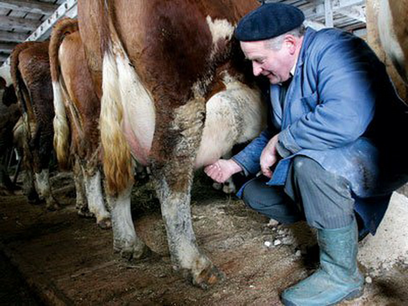 Producția internă de lapte de vacă e în scădere - productiainternadelapte-1473322148.jpg