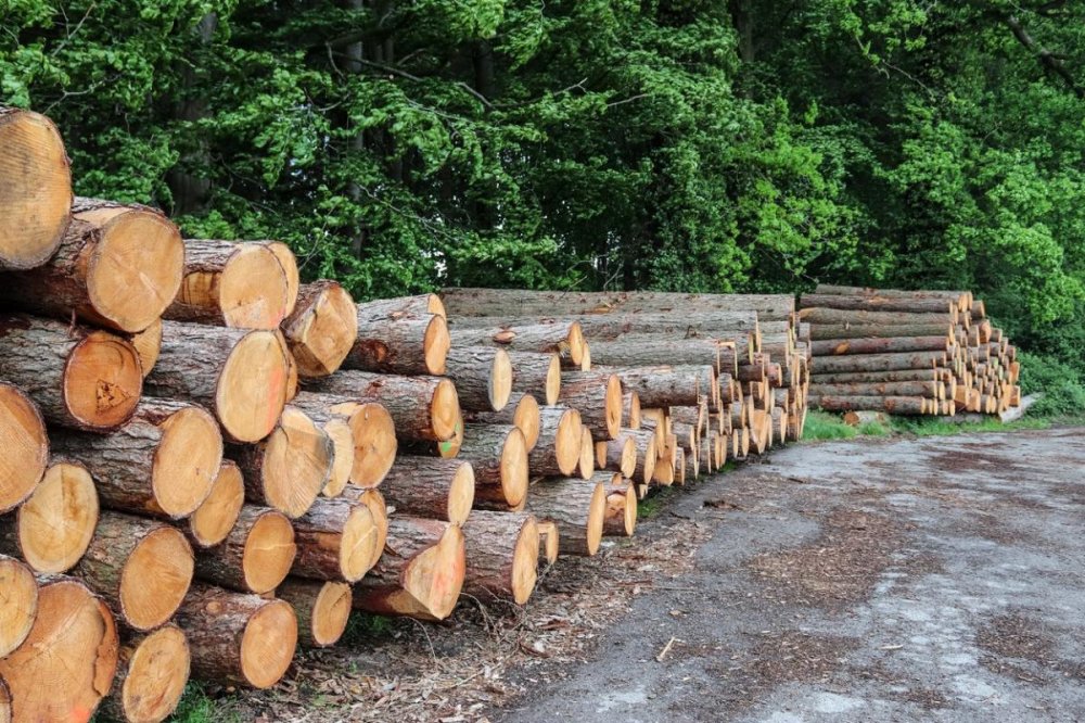 România, printre țările cu cea mai ridicată producție de lemn pentru combustibil din Europa - productiebusteni-1671562069.jpg