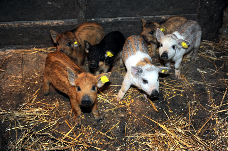 Programul de salvare a raselor de porci Bazna și Mangalița - programuldesalvare-1524146521.jpg