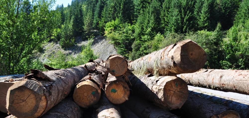 Proprietarii de păduri din zonele protejate primesc compensații financiare - proprietariidepaduri-1498992089.jpg