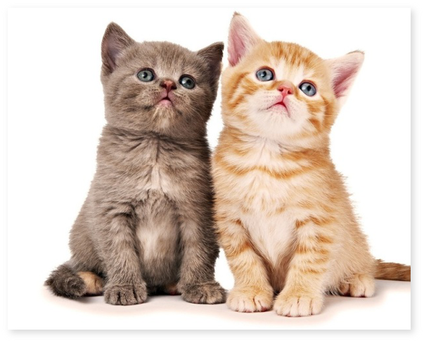 CAZ ȘOCANT! Un tânăr ar fi adoptat pisici ca să le omoare în chinuri - puidepisica-1529132109.jpg