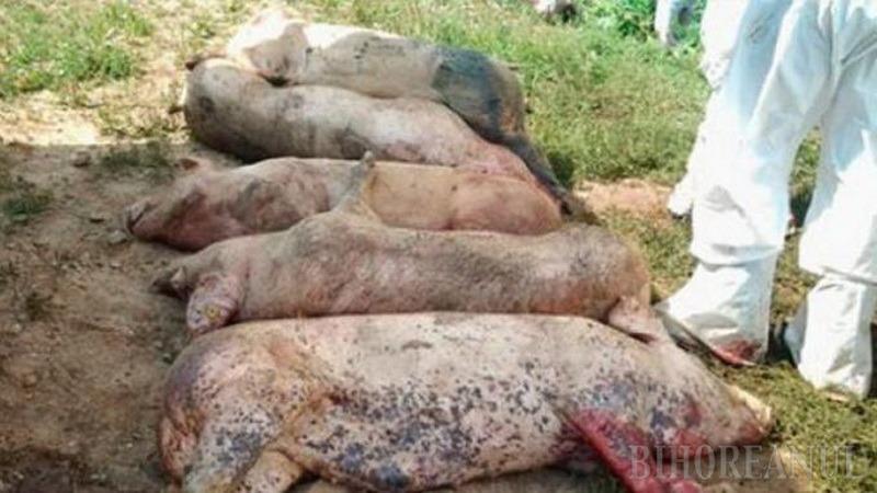 Raportul privind pesta porcină africană a fost depus la Președinție - raportulprivindpestaporcina909-1536495125.jpg