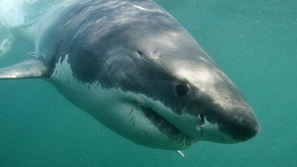 O româncă a fost ucisă de un rechin, în Marea Roșie din Egipt - rechiin-1656861576.jpg