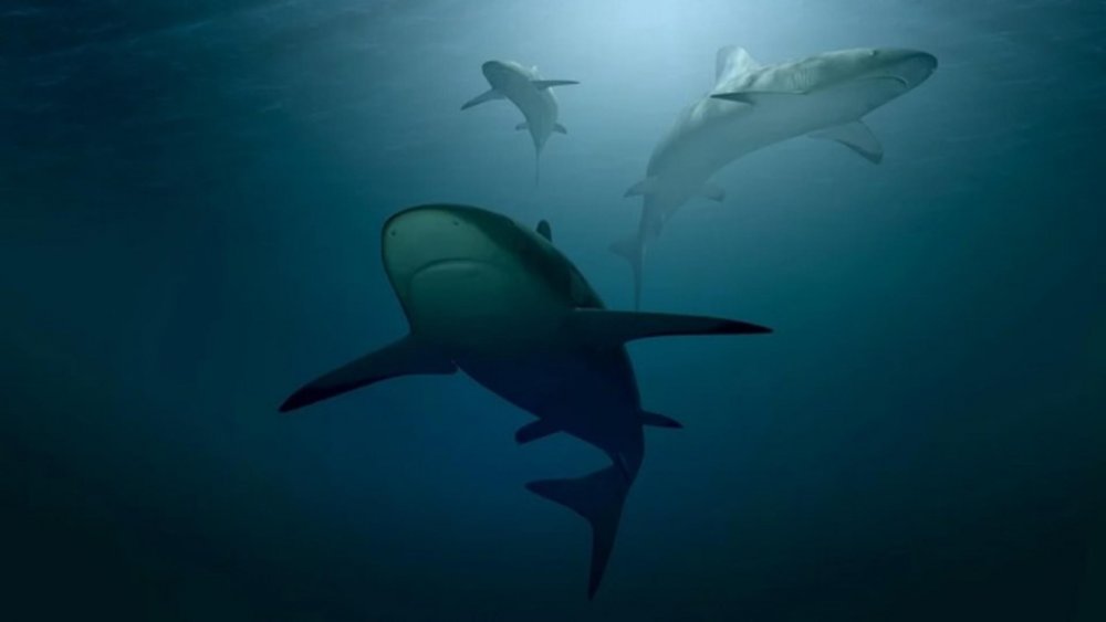 Ultimul mesaj trimis acasă de românca ucisă de rechin, în Egipt - rechin-1657197680.jpg