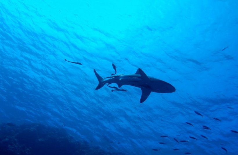 Viral! Un copil a fost tras în ultimul moment din fața unui rechin - rechin-1658770051.jpg