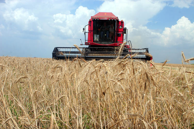 Producția de grâu a României a crescut cu 22,7% - recoltatgrau-1314121493.jpg