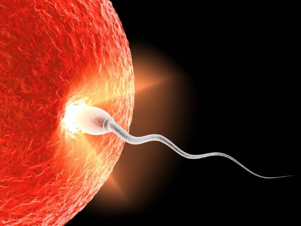 Studiu: Infertilitatea masculina - 50% din cupluri intampina dificultati in conceperea unui copil - remediu-1431702696.jpg