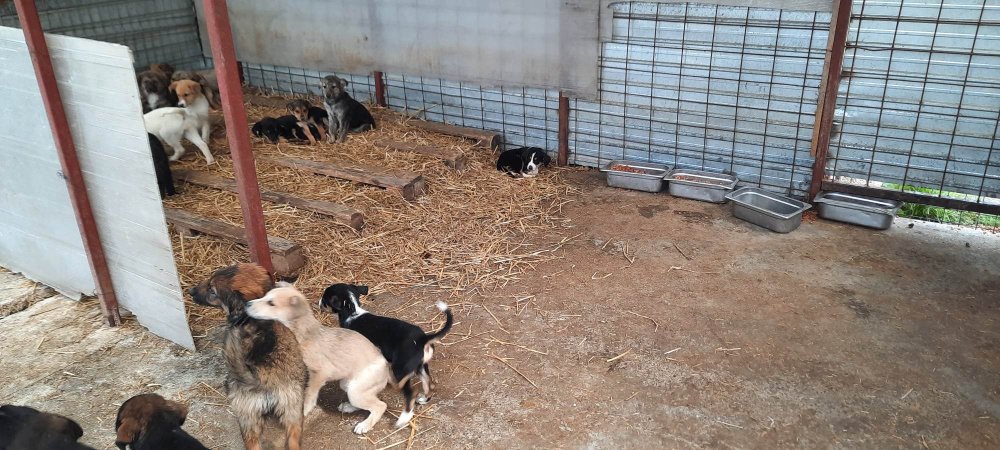 Adăpostul pentru animalele fără stăpân din Constanţa este renovat - renovarejpg-2-1683550921.jpg