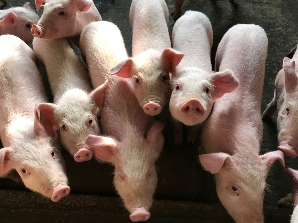 Republica Moldova a interzis importurile de carne de porc din România - republicamoldovaainterzis-1620573455.jpg