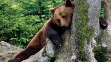 Ursul Grădinii Zoo din Timișoara este obsedat sexual - rocky31021700-1323861061.jpg