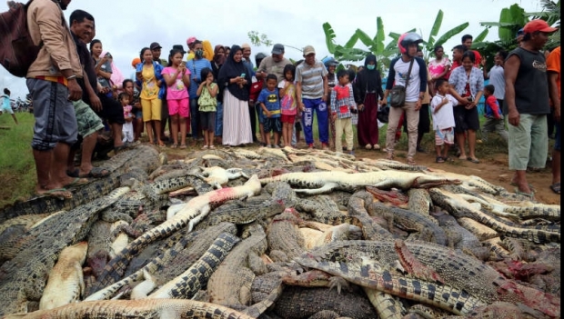 Scandal în Indonezia: 300 de crocodili masacrați după ce o reptilă a ucis un om - roco63836100-1531728685.jpg