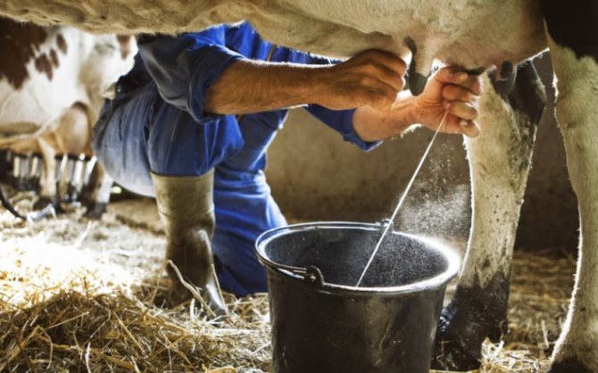 INS: România importă din ce în ce mai mult lapte - romania-importa-lapte-1713184645.jpg