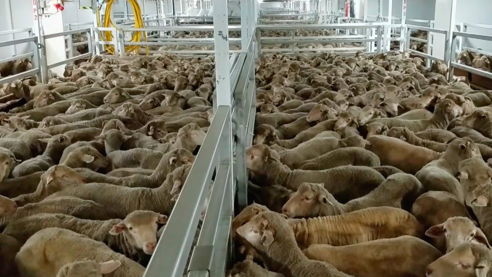 România a exportat animale vii de peste 120 de milioane de euro - romaniaaexportat-1626024492.jpg