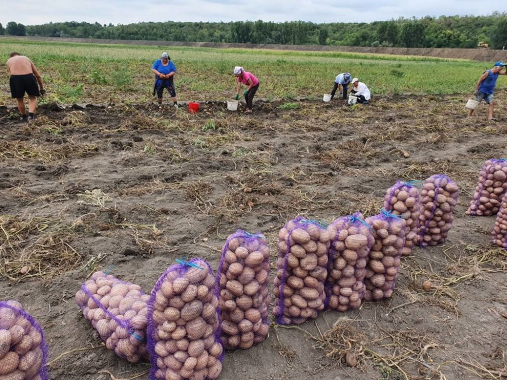 România ocupă locul şase în UE la producţia de cartofi - romaniaestepeloculsase-1617797100.jpg
