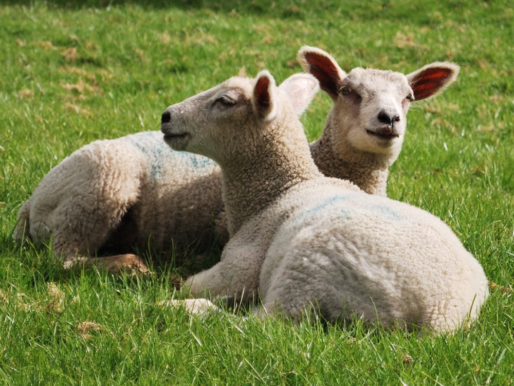 România exportă 800.000 de ovine în Iran - romaniaexporta-1550529165.jpg