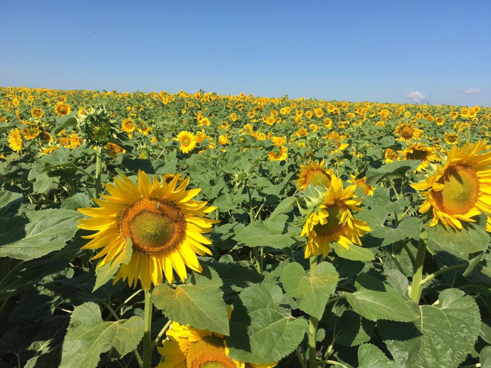 România rămâne cel mai mare producător de floarea-soarelui din Uniunea Europeană - romaniaramanecelmaimare-1617634147.jpg