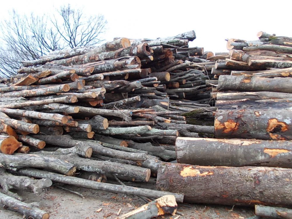Romsilva va asigura furnizarea lemnului de foc - romsilva-1634236335.jpg