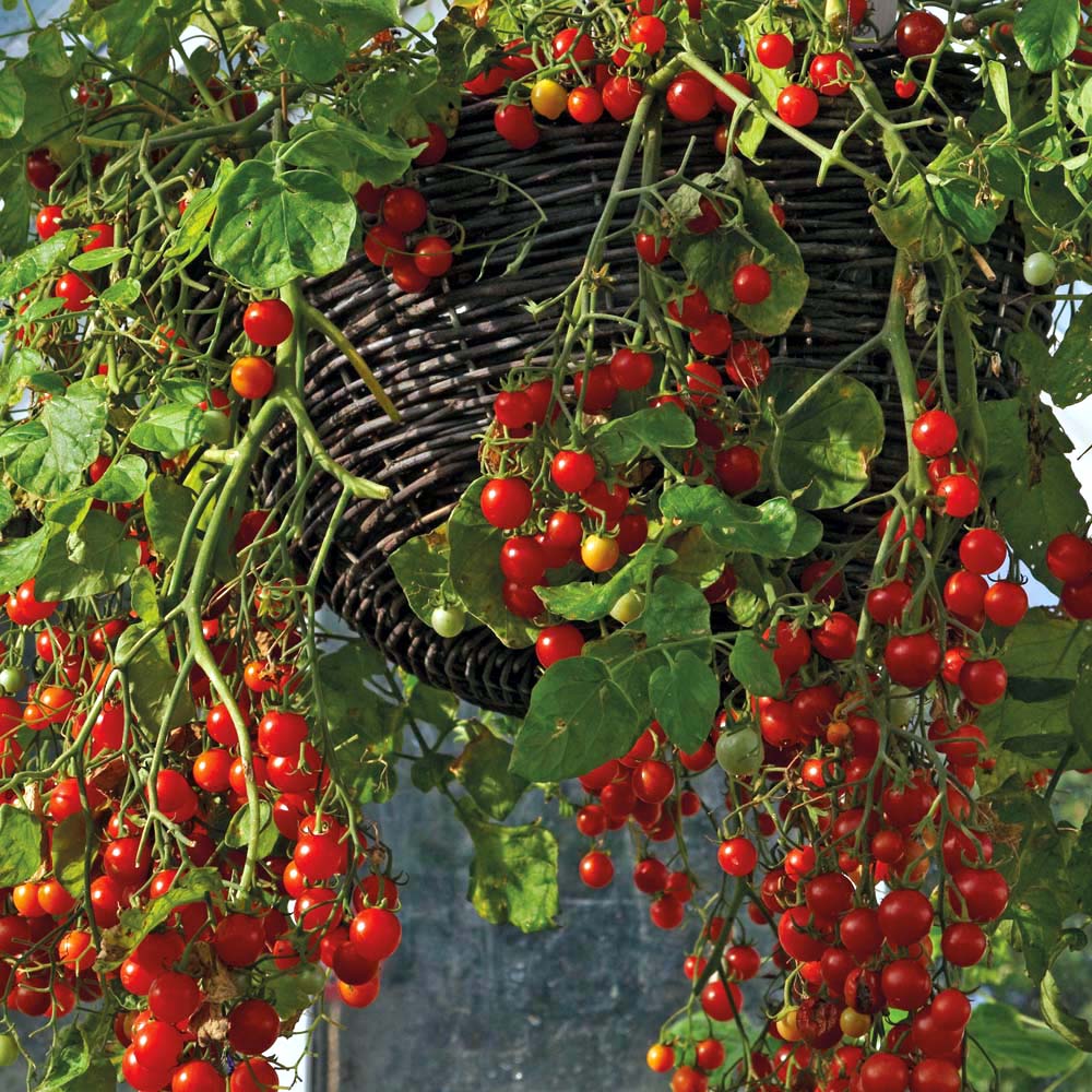 Roșiile cherry sunt pline de vitaminele A, B și C - rosiicherry-1343397088.jpg