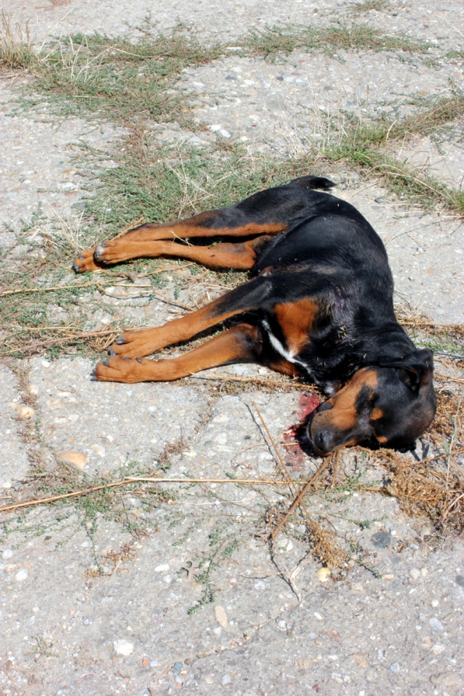 Rottweiler împușcat mortal după ce și-a mușcat stăpânul - rottweilerimpuscatmortalmuscatst-1410282811.jpg