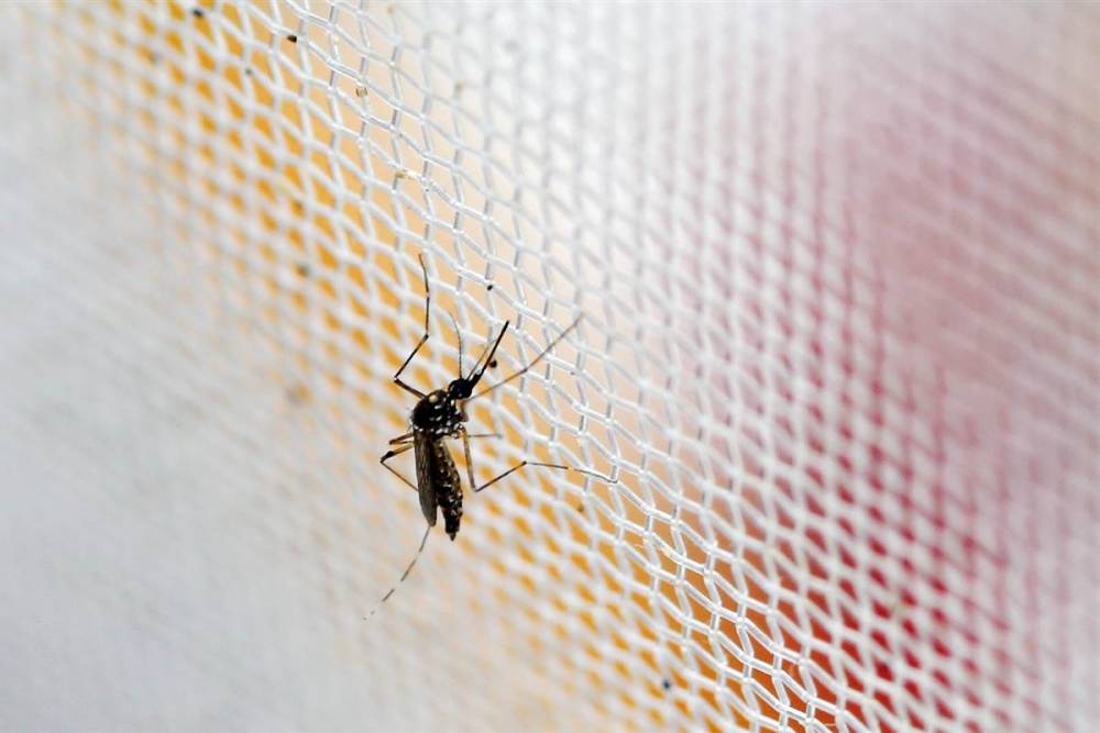 Rusia anunță primul caz de infectare cu virusul Zika - rusia-1455539835.jpg