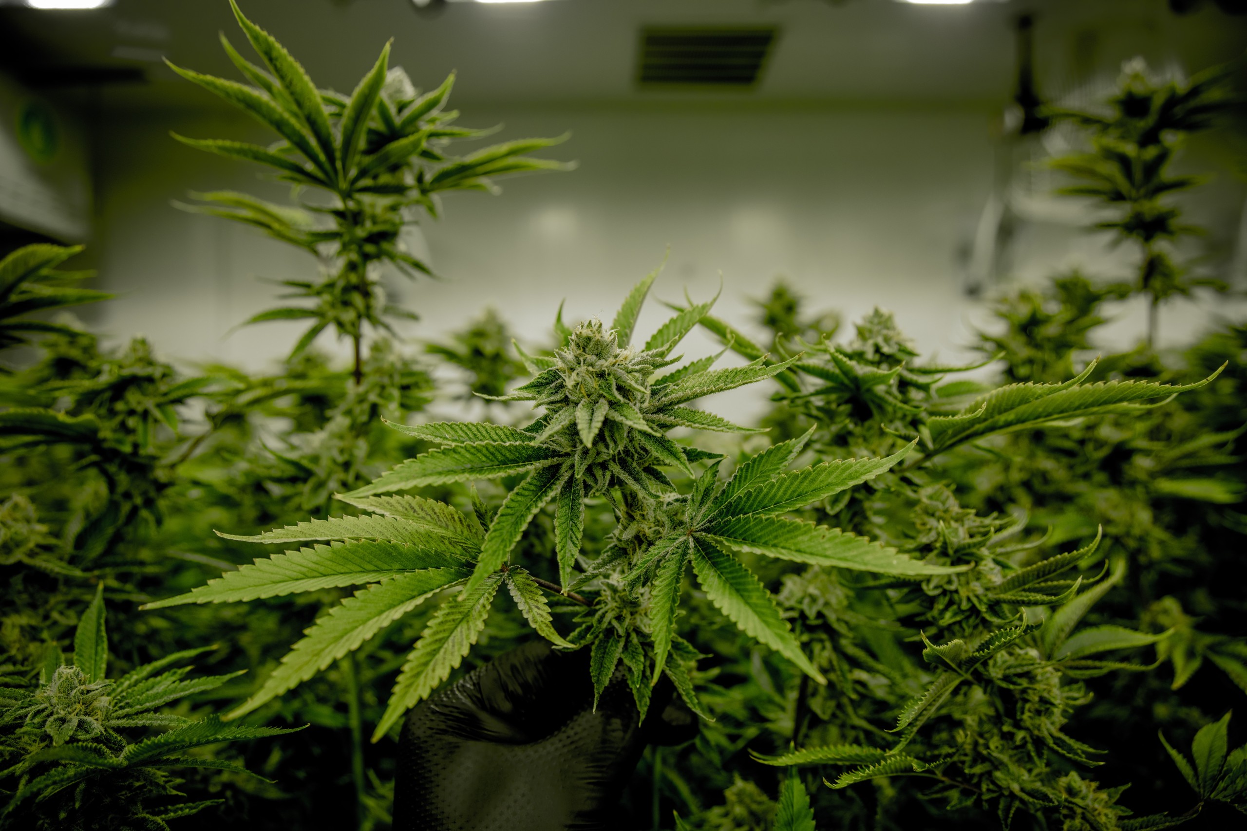 Cultură uriașă de cannabis, descoperită de poliţişti. Plantele, udate cu un sistem de irigații și protejate cu camere video - ryanlangelvld6z5ovy8unsplashscal-1696578883.jpg