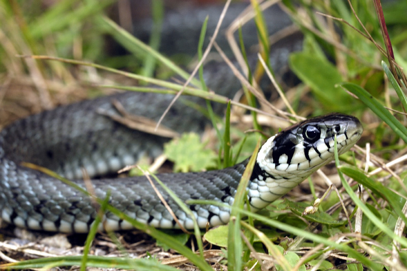 Panică în Constanța: un șarpe uriaș văzut într-o gospodărie - sarpre-1382913211.jpg