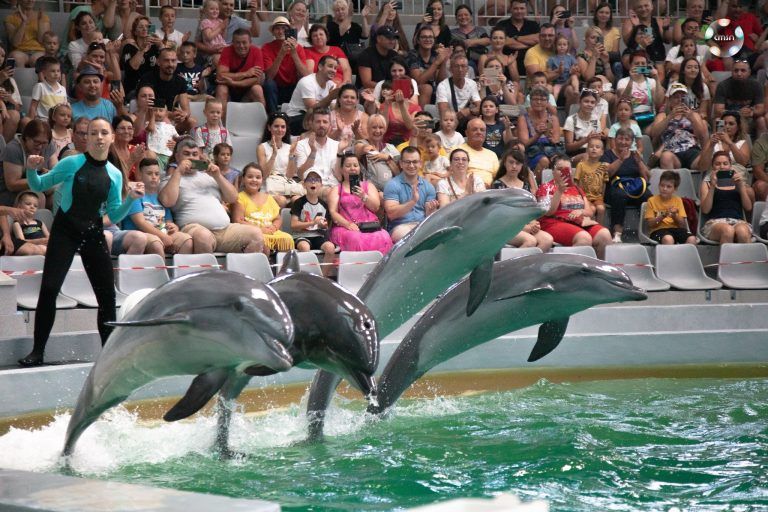 Nu ai fost încă la Delfinariu? Cei șase delfini vă așteaptă pentru a vă bucura de spectacolele oferite de aceștia - sase-delfini-1680471612.jpg