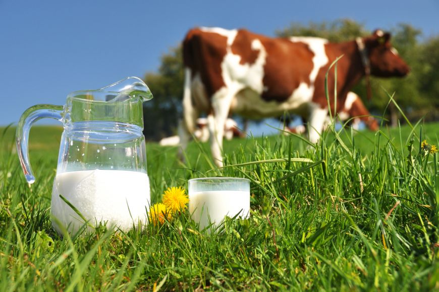 Scade producția de lapte de vacă, dar crește importul - scadeproductiadelaptedevaca-1511187430.jpg