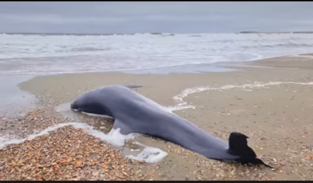 Delfin găsit mort, pe plajă, la Eforie Sud! - screenshot20230404134531facebook-1680605503.jpg