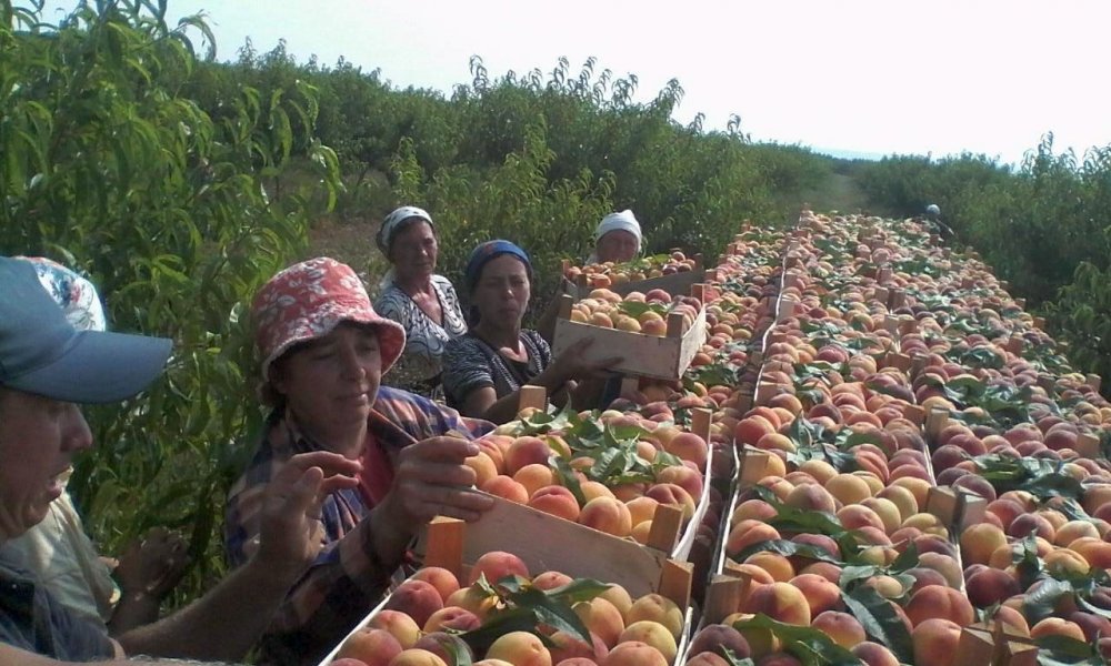 Se caută culegători de fructe pentru Olanda - secautaculegatori-1567630446.jpg