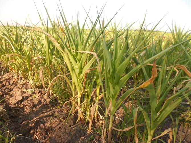 Iată măsurile Ministerului Agriculturii pentru combaterea efectelor secetei și stimularea acestui sector - seceta-1344429840.jpg