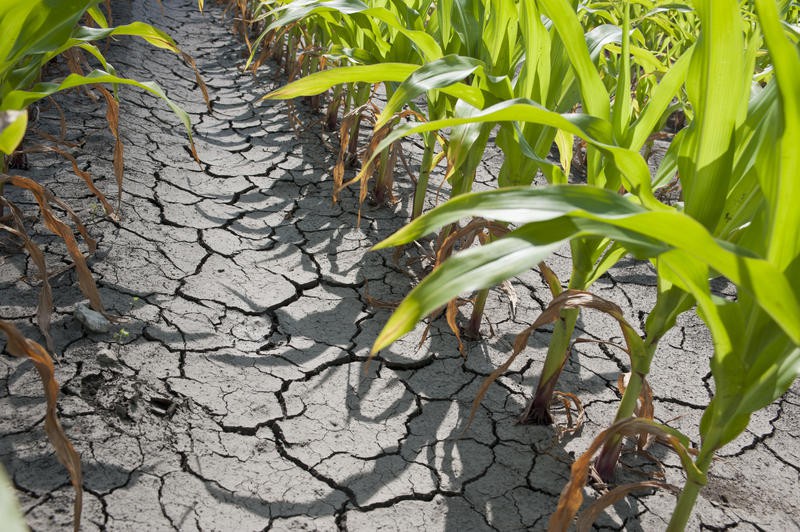 Veste nu tocmai bună pentru agricultorii dobrogeni: Deficit de apă în sol - seceta-1369819911.jpg