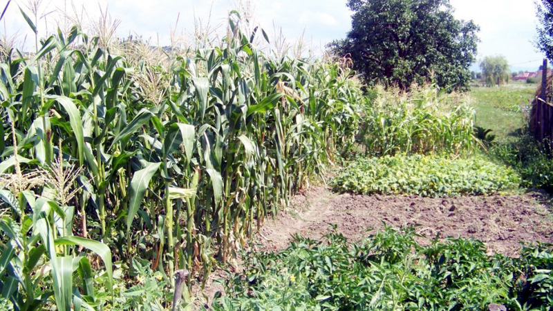 Secetă extremă în Dobrogea. Culturile agricole, afectate - seceta-1437668992.jpg