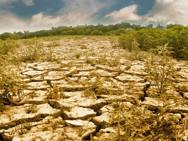 Cea mai severă secetă din ultimul secol a distrus 30% din producție la culturile de toamnă și 70% la pomii fructiferi timpurii - seceta-1591683239.jpg