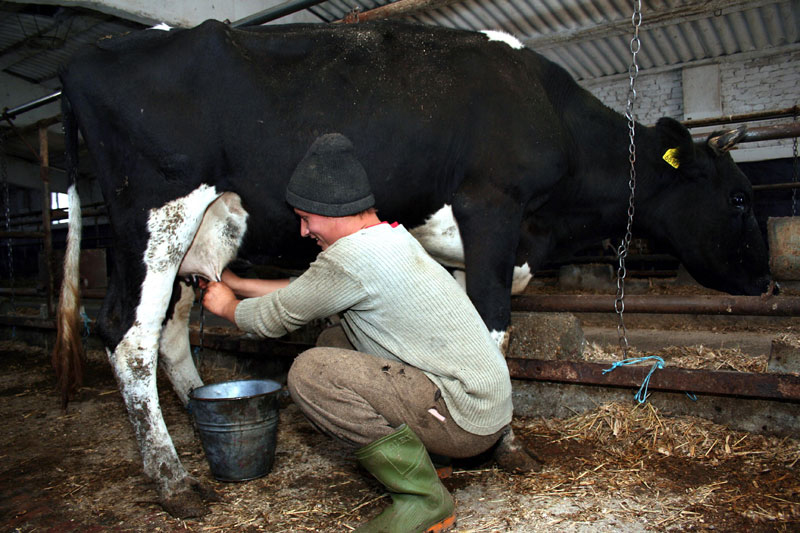Seceta a afectat producția internă de lapte - secetaaafectatproductia-1447093141.jpg