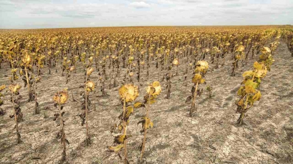 Fermierii ar putea fi despăgubiți pentru seceta din primăvara anului trecut care le-a distrus culturile - secetafloareuscatab-1681130004.jpg