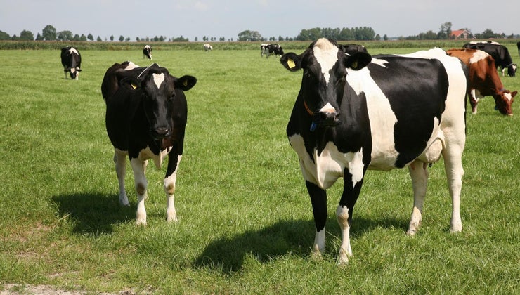 Sprijin guvernamental pentru crescătorii de bovine. Ce condiții trebuie să îndepliniți - sectorulbovin-1598798343.jpg