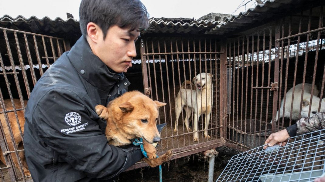 Parlamentul din Coreea de Sud a adoptat o lege care interzice comerţul cu carne de câine - skynewsdogmeatsouthkorea64149381-1704786651.jpg