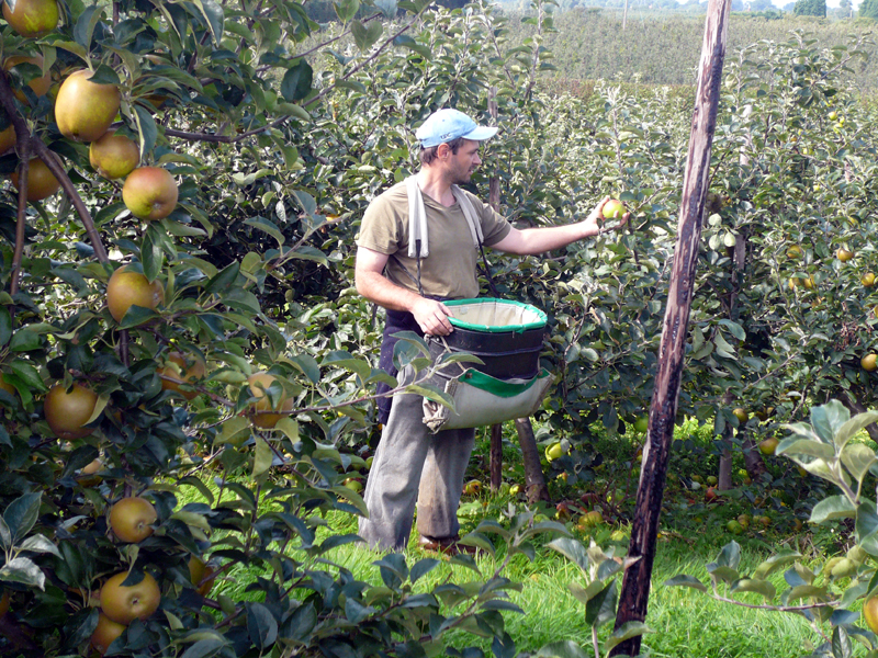 Spaniolii vor români care să culeagă și să le ambaleze fructele - spania1-1516045486.jpg
