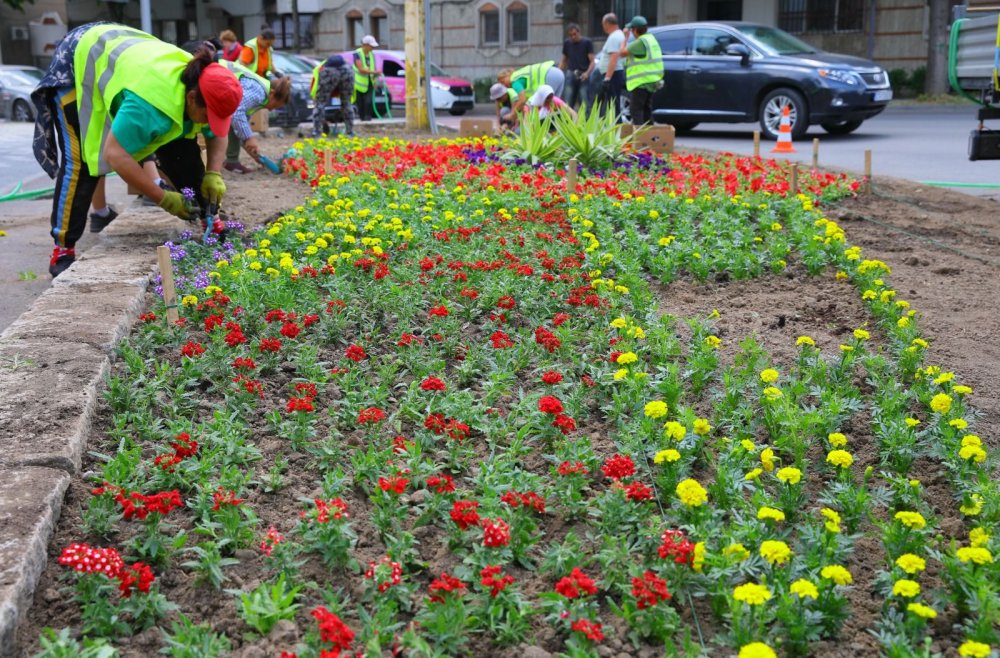 Jardinierele din municipiul Constanța se umplu de flori multicolore - spatii-1652860060.jpg