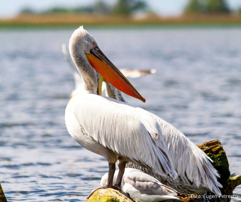 Veşti bune. Populația de pelicani creți din România rămâne stabilă - specialistii-1625754109.jpg