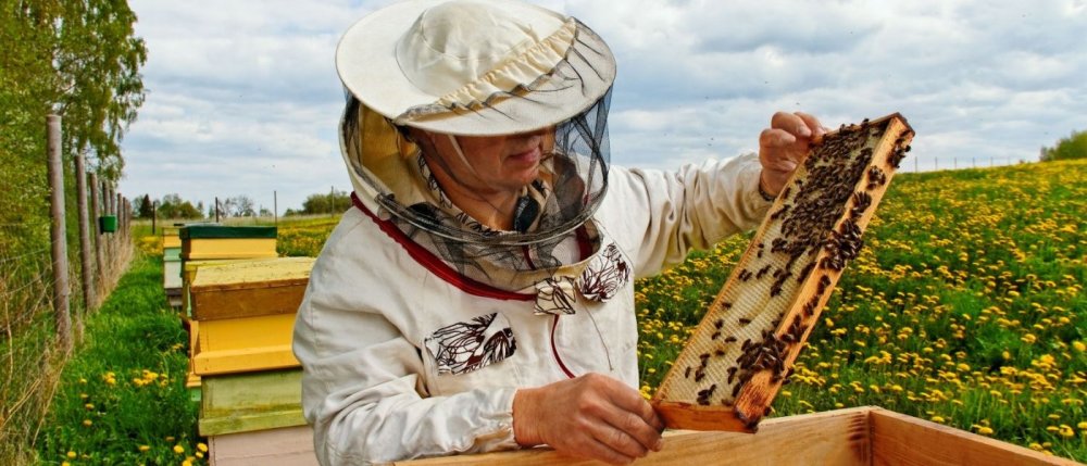 Măsuri de sprijin pentru apicultori. Care este cuantumul ajutorului - sprijinapicultori-1598640271.jpg