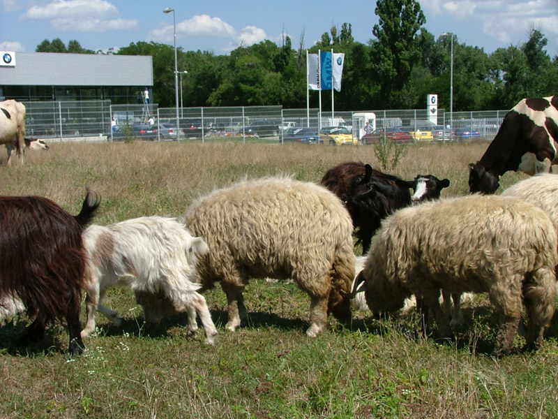 Sprijin pentru crescătorii de ovine și caprine, care vor să obțină credite de lucru - sprijincrescatori-1413988405.jpg