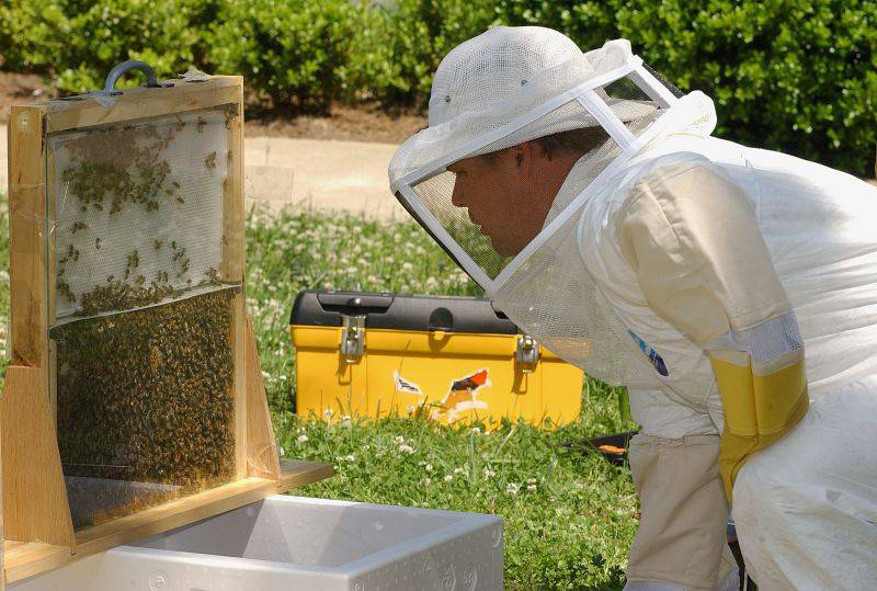 Sprijin financiar pentru apicultori - sprijinfinanciar-1460647560.jpg