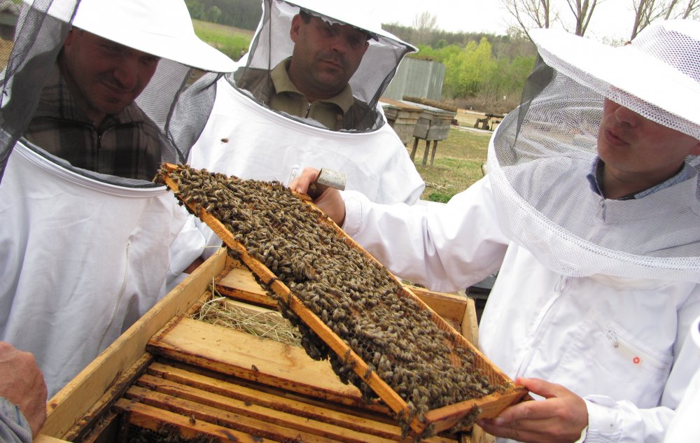 Sprijin financiar de 150,6 milioane de lei pentru apicultori - sprijinfinanciarde1506milioanede-1588504573.jpg