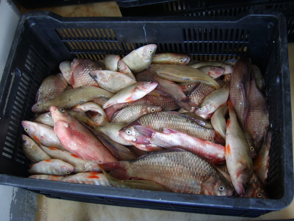 Plase ilegale de pescuit și sute de kilograme de pește, confiscate de Garda de Coastă - sta50065-1373547020.jpg