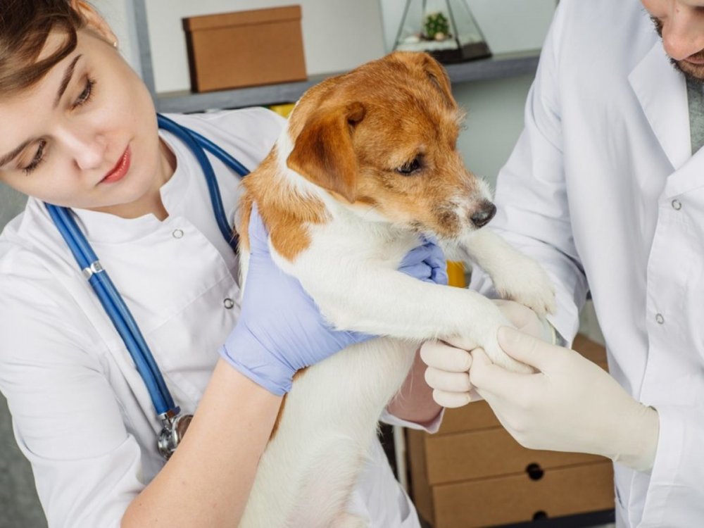Sterilizare gratuită a pisicilor şi câinilor din Cumpăna - sterilizare-1601828763.jpg